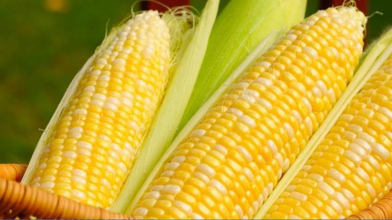 Bắp - Bao nhiêu calo? Ăn bắp có béo không và những lưu ý khi ăn bắp