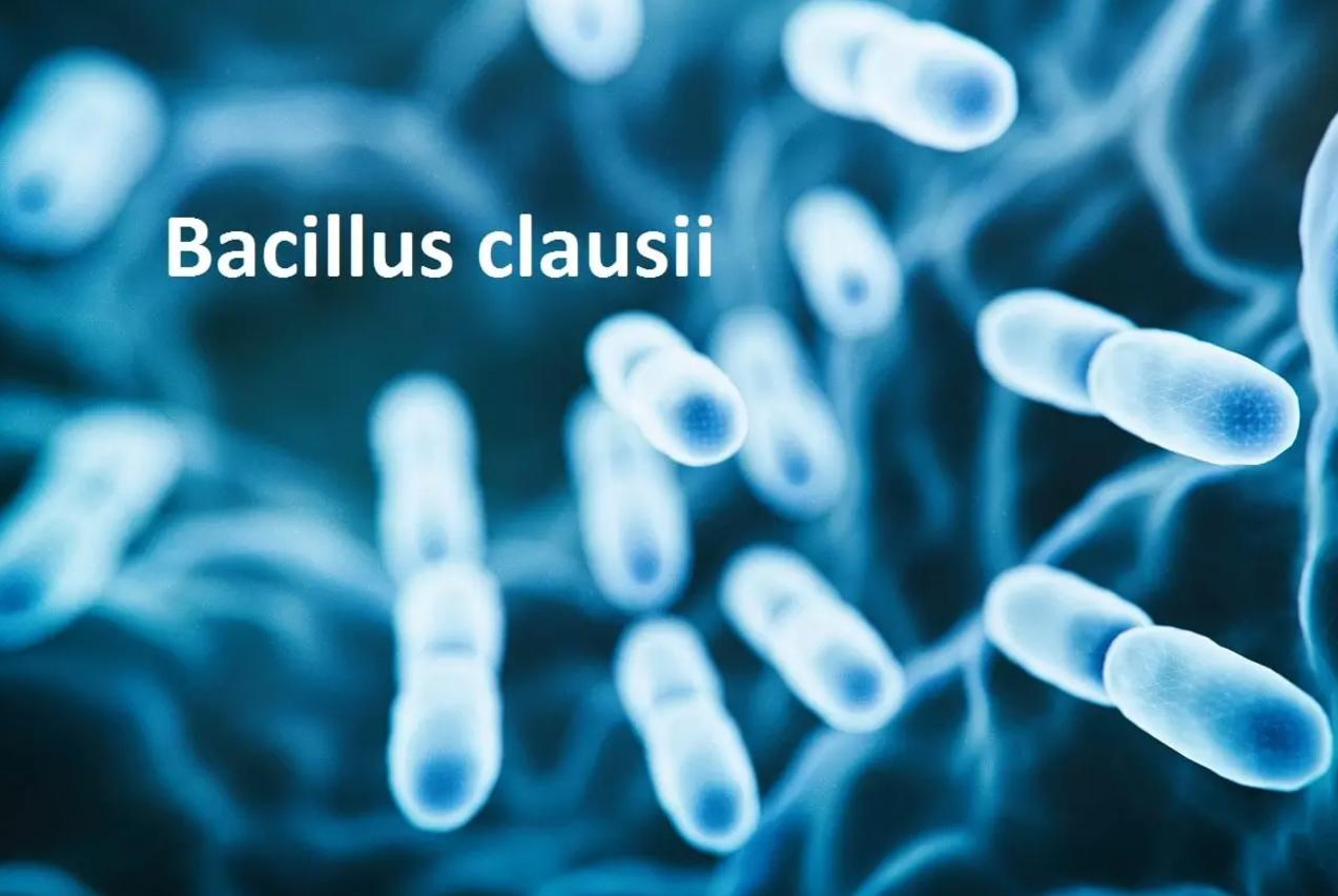 men vi sinh bacillus clausii