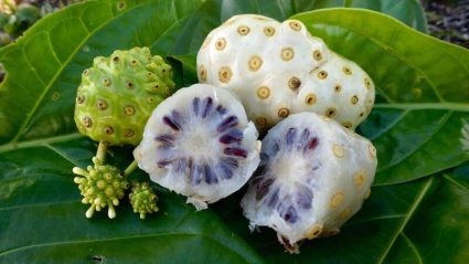 quả nhàu có tác dụng gì