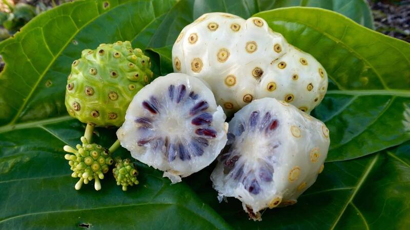 quả nhàu có tác dụng gì