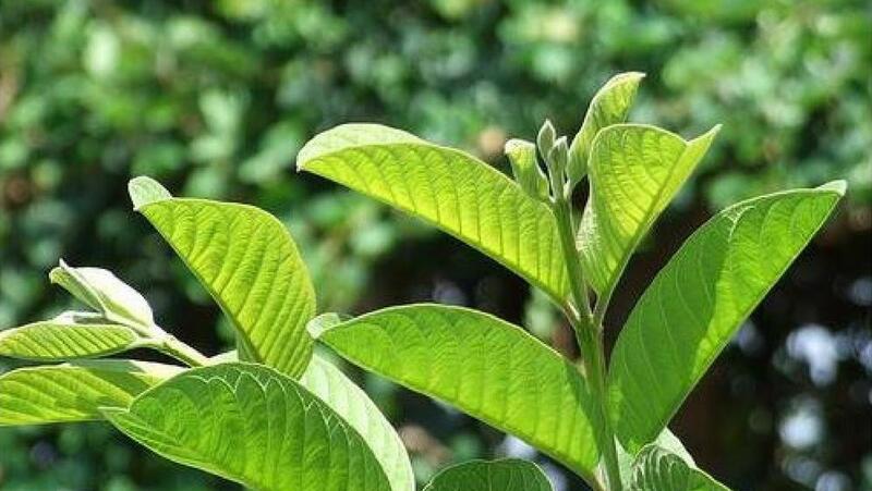 Cách làm trắng răng tại nhà bằng lá ổi